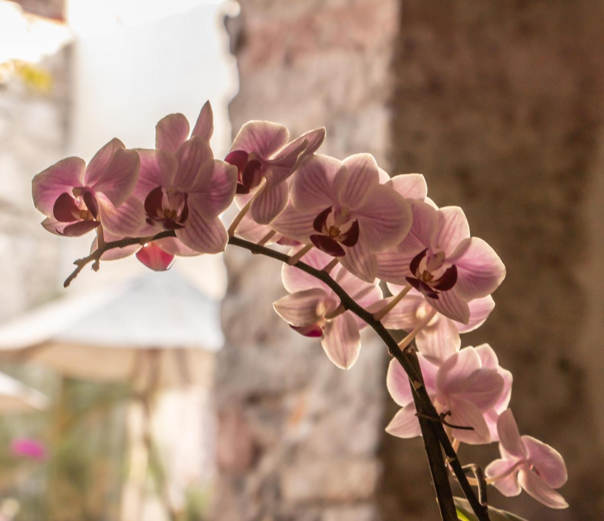 Orchid House San Miguel De Allende Hotel Exterior photo